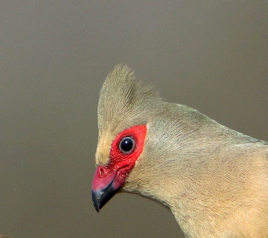MOUSEBIRD.  RED=FACED.JPG