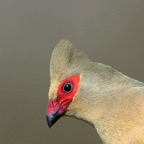 MOUSEBIRD.  RED=FACED.JPG