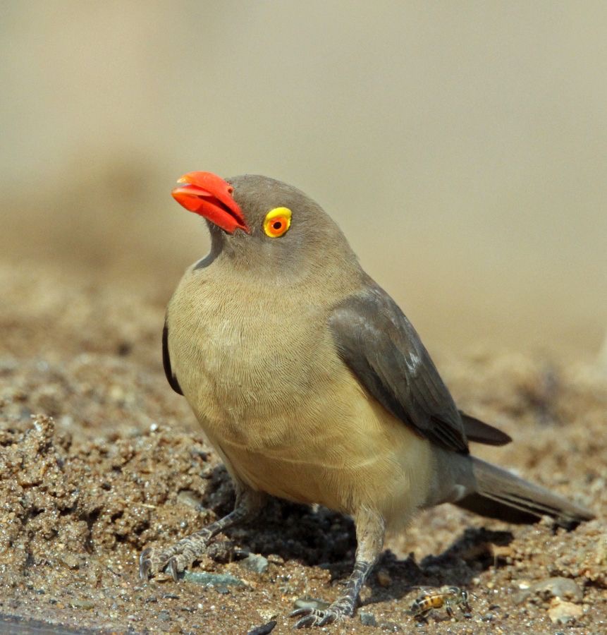 OXPECKER.  RED-BILLED.JPG