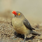 OXPECKER.  RED-BILLED.JPG