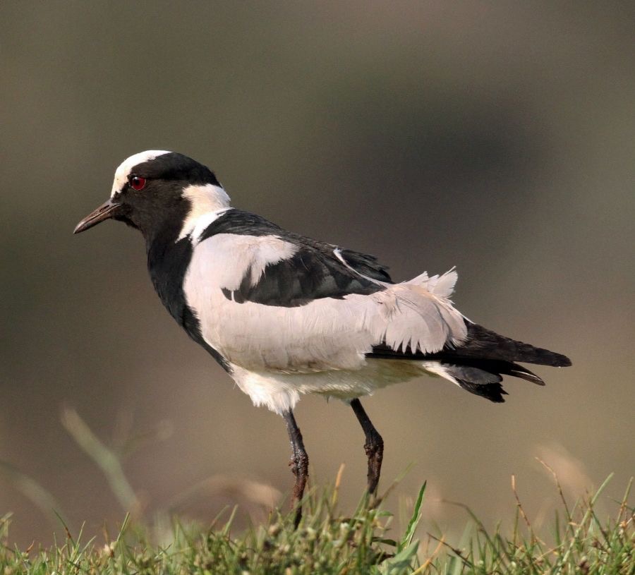 PLOVER.    BLACKSMITHS...JPG