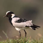 PLOVER.    BLACKSMITHS...JPG