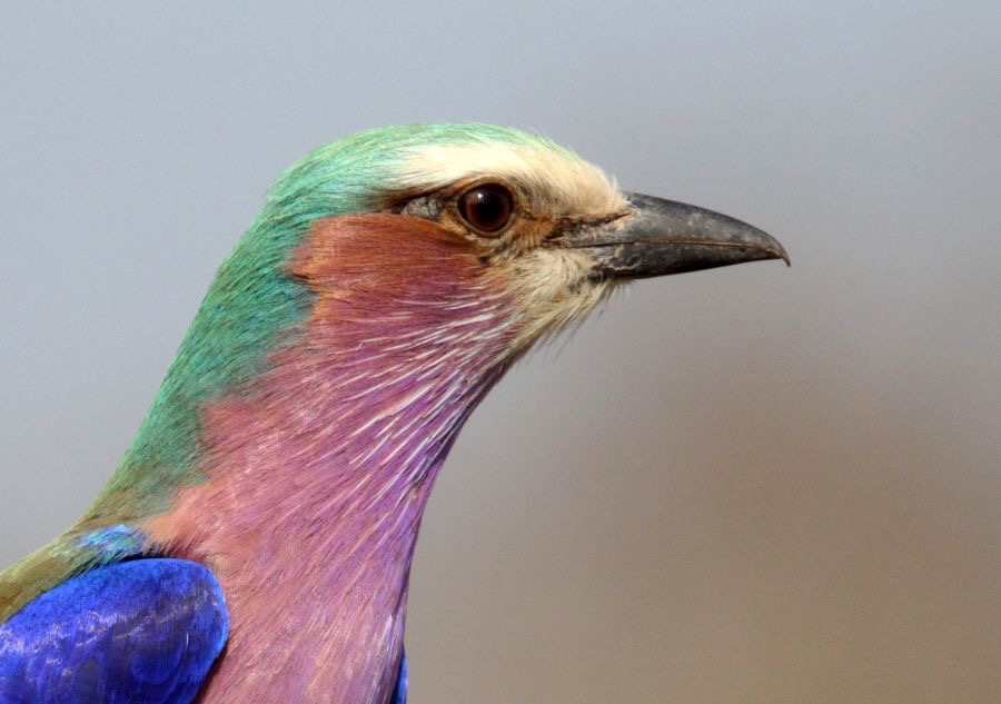 ROLLER.        LILAC    . BREASTED headshot.JPG