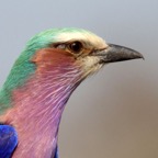ROLLER.        LILAC    . BREASTED headshot.JPG