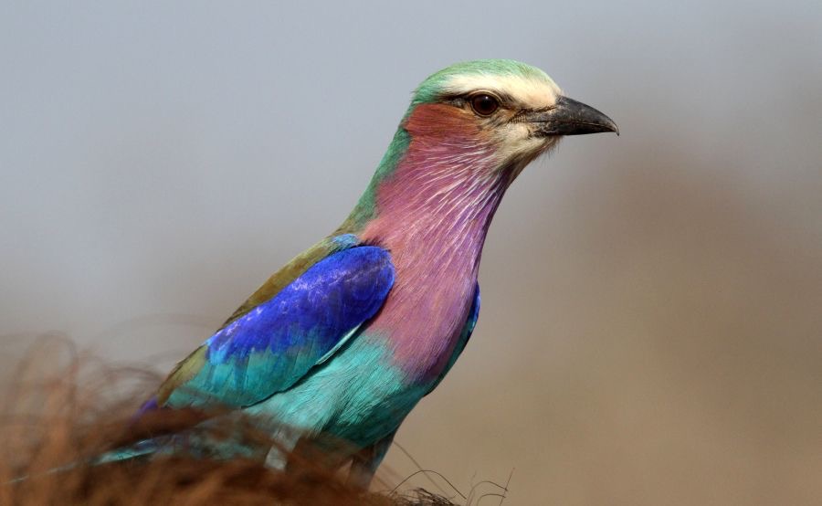 ROLLER.        LILAC BREASTED..   on Warthog.JPG
