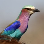 ROLLER.        LILAC BREASTED..   on Warthog.JPG