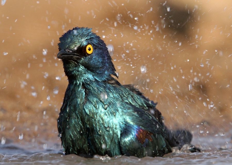 STARLING      CAPE GLOSSY. bathing.JPG