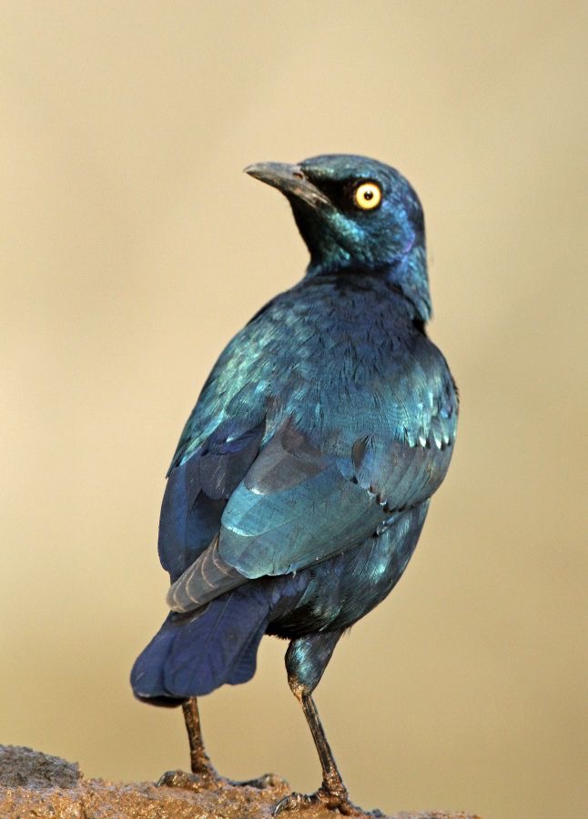 STARLING.   CAPE   GLOSSY.JPG