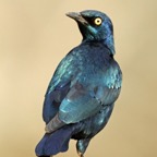 STARLING.   CAPE   GLOSSY.JPG