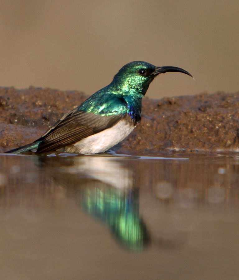 SUNBIRD.  WHITE-BELLIED   male.JPG