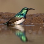 SUNBIRD.  WHITE-BELLIED   male.JPG