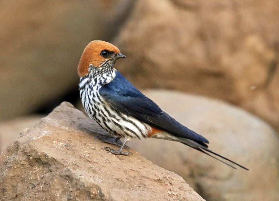 SWALLOW.  LESSER STRIPED.JPG