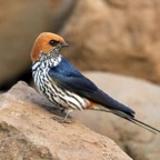 SWALLOW.  LESSER STRIPED.JPG