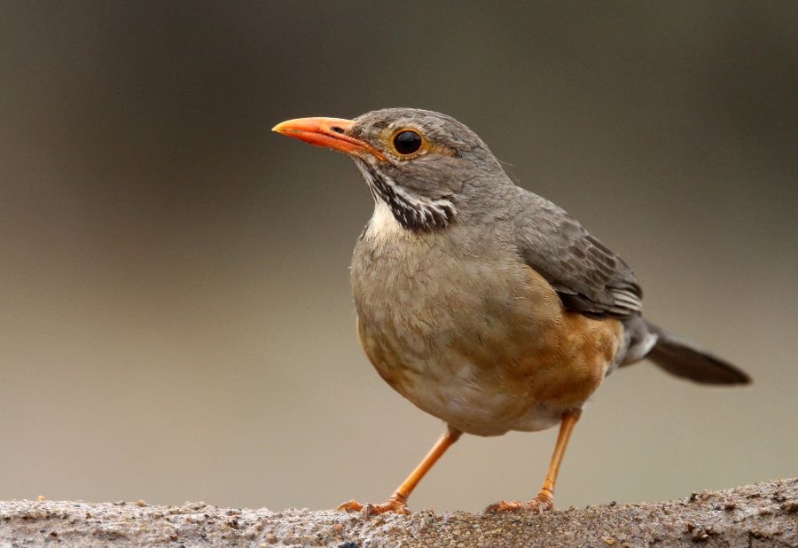 THRUSH  KURRICHANE...JPG