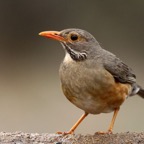 THRUSH  KURRICHANE...JPG
