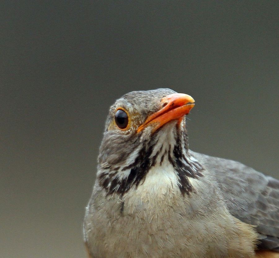 THRUSH.  KURRICHANE.  headshot.JPG