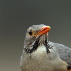 THRUSH.  KURRICHANE.  headshot.JPG