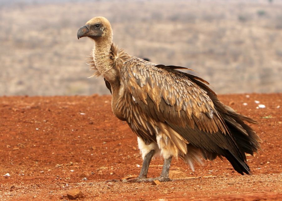VULTURE   WHITE-BACKED.JPG