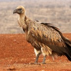 VULTURE   WHITE-BACKED.JPG