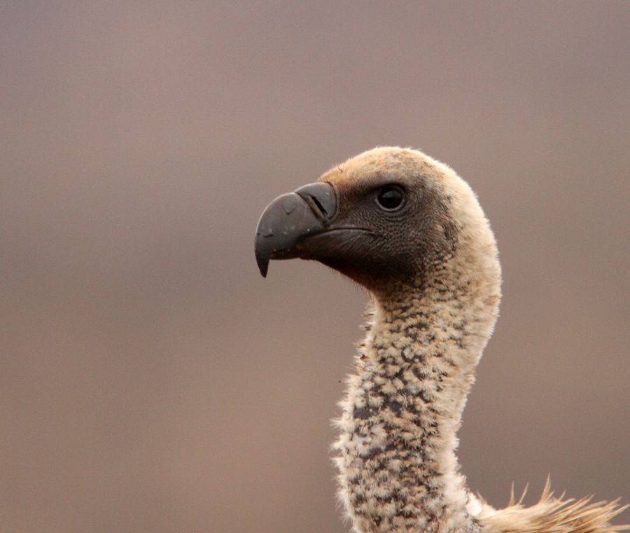 VULTURE.  WHITE-BACKED.JPG