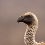 VULTURE.  WHITE-BACKED.JPG