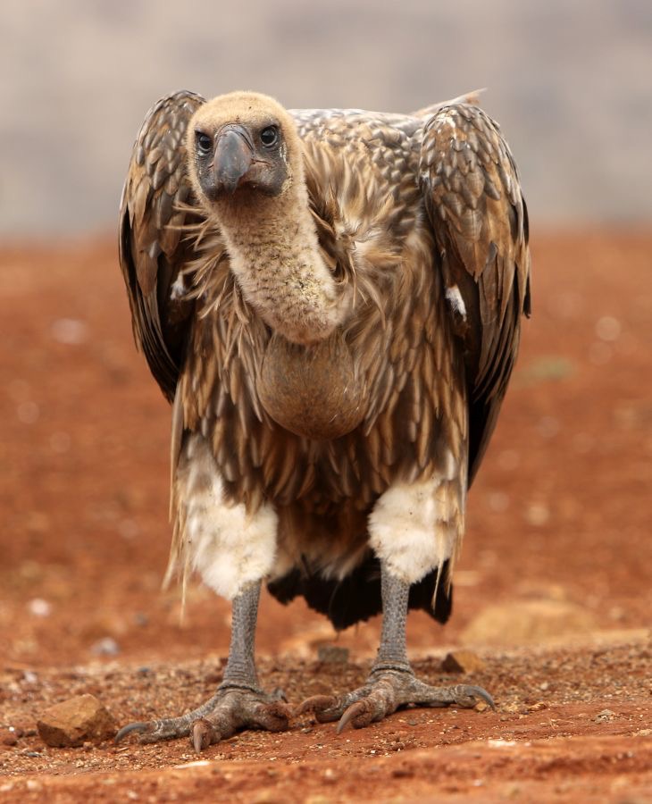 VULTURE.. WHITE-BACKED.JPG