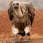 VULTURE.. WHITE-BACKED.JPG
