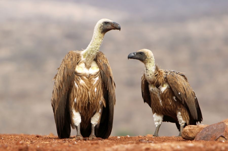 VULTURES.  WHITE-BACKED.  adult & juvenile..JPG