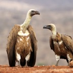 VULTURES.  WHITE-BACKED.  adult & juvenile..JPG