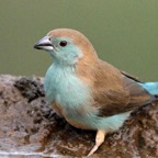 WAXBILL..     BLUE..JPG