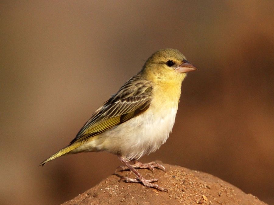 WEAVER.    VILLAGE         female.JPG
