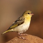 WEAVER.    VILLAGE         female.JPG