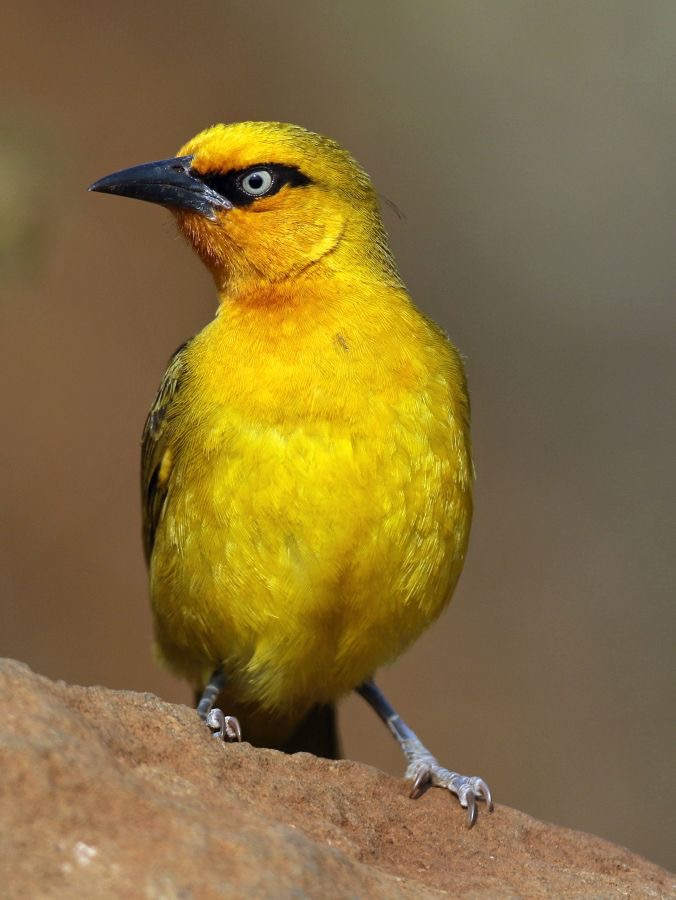 WEAVER.  SPECTACLED.    female.JPG
