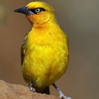 WEAVER.  SPECTACLED.    female.JPG