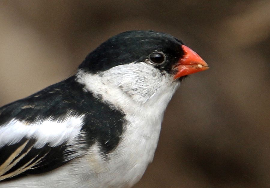 WHYDAH.    PIN-TAILED. male breeding plumage.jpg