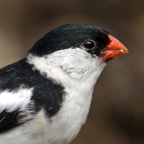 WHYDAH.    PIN-TAILED. male breeding plumage.jpg