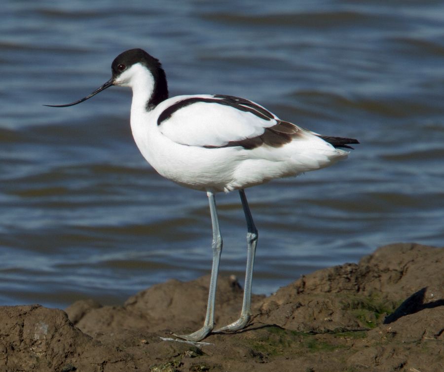 AVOCET.   YORKSHIRE.jpg