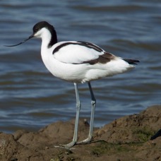 AVOCET.   YORKSHIRE.jpg