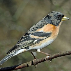 BRAMBLING  male     BLASHFORD.JPG