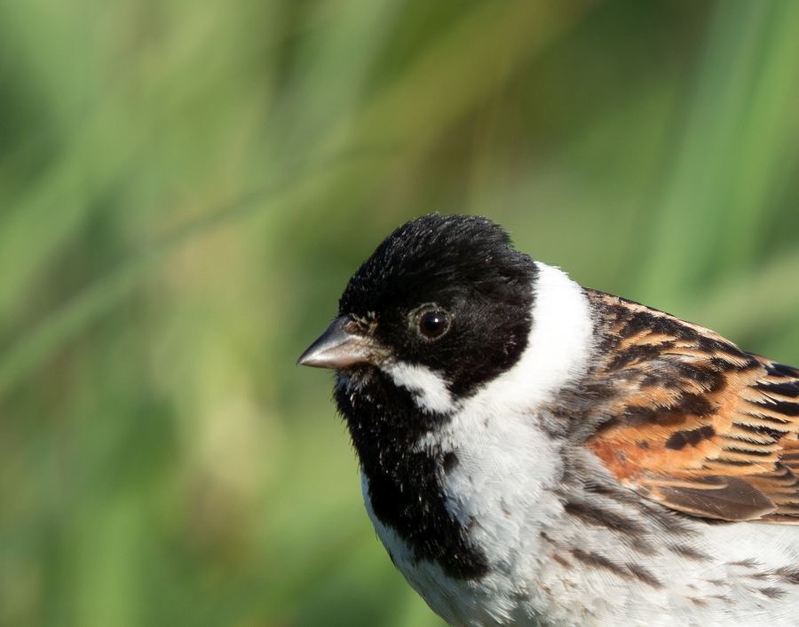 BUNTING.   REED  male  YORKSHIRE.jpg