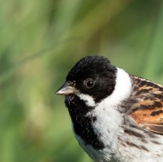 BUNTING.   REED  male  YORKSHIRE.jpg