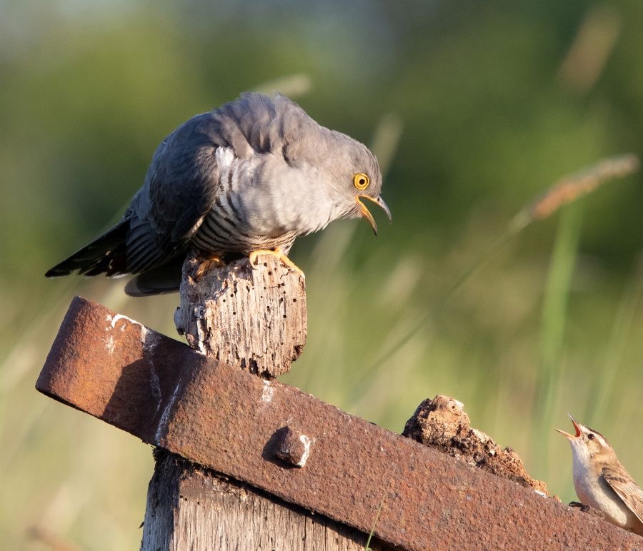 CUCKOO.         male   mobbed  YORKSHIRE.jpg
