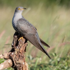 CUCKOO.         male  YORKSHIRE.jpg