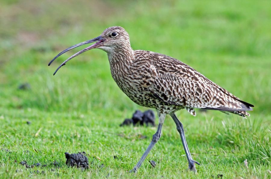 CURLEW  SWALEDALE.JPG