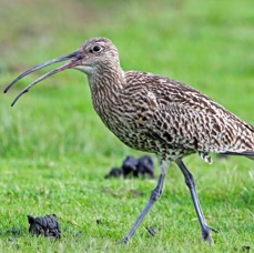 CURLEW  SWALEDALE.JPG