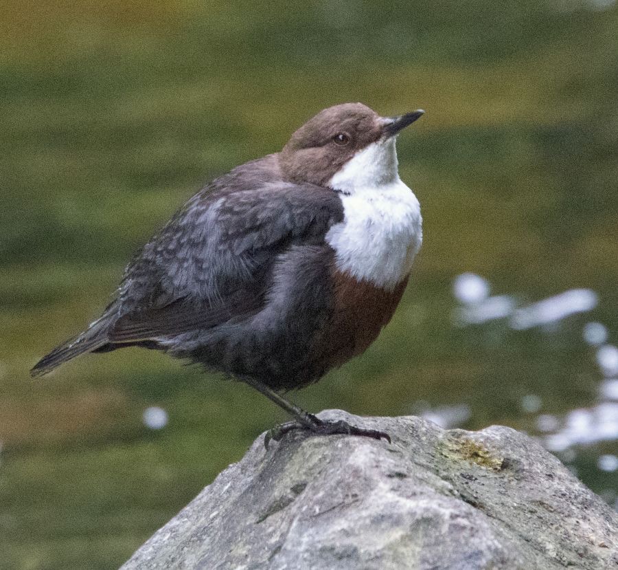 DIPPER.  resting.  YORKSHIRE.jpg