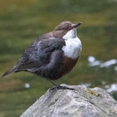 DIPPER.  resting.  YORKSHIRE.jpg