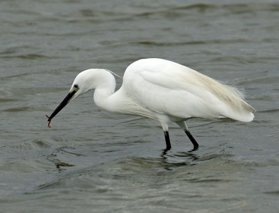 EGRET    LITTLE feeding   BROWNSEA.JPG