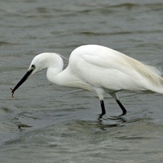 EGRET    LITTLE feeding   BROWNSEA.JPG