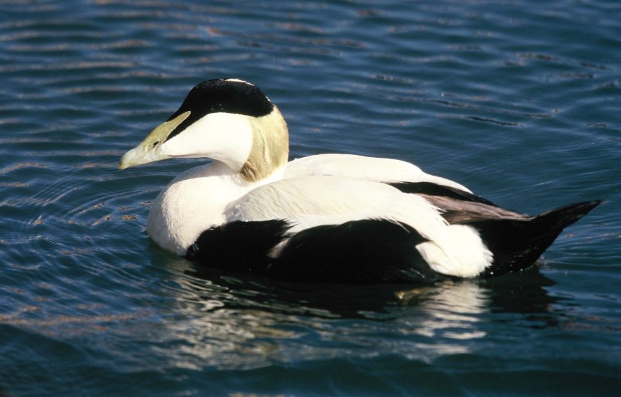 EIDER.. male  breeding plumage    FARNES.JPG